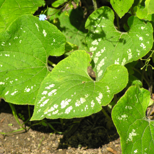 Brunnera 'Langtrees'