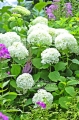 Hortensja krzaczasta 'Anabelle'.