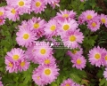 Chryzantema 'Isabelarose' to najpóźniejsza z chryzantem gruntowych