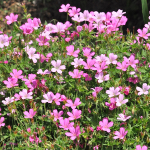Bodziszek Endressa 'Rosenlicht'