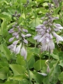 Jasnolawendowe, liczne kwiaty hosty 'Blue Lace'