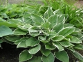 Hosta 'Albomarginata'