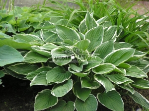 Hosta (funkia) 'Albomarginata'