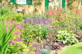 Kępa na pierwszym planie rabaty bylinowej.