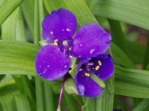 Trzykrotka wirginijska (Andersona)