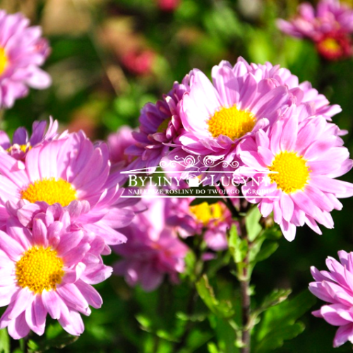 Chryzantema 'Isabelarose'.