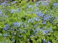 Brunnera wielkolistna może stworzyć na półcienistej rabacie gęsty łan niebieskich kwiatów i zielonych liści