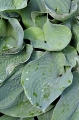 Hosta sina 'Elegans' ma piękne duże liście