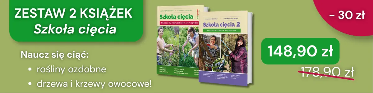 2026-08-11 ciecie promocja